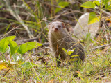 Indian grey mongoose