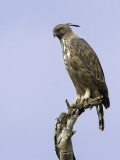 Changeable Hawk-Eagle - Indische Kuifarend - Aigle hupp