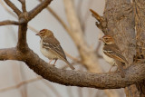 Chestnut-crowned Sparrow-Weaver - Roestwangwever - Mahali  calotte marron