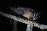 Bare-tailed woolly opossum