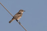 Chat Flycatcher - Lijstervliegenvanger - Gobemouche traquet