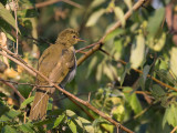 Falkensteins Greenbul - Geelnekbuulbuul - Bulbul de Falkenstein (j)