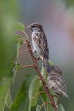 House Sparrow - Huismus - Moineau domestique (m+f)