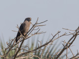 Western Banded Snake Eagle - Kleine Grijze Slangenarend - Circaète cendré