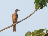 New Guinea Friarbird - Papoeahelmlederkop - Polochion de Nouvelle-Guine