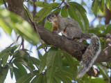 Mexican gray squirrel