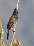Red-vented Bulbul - Roodbuikbuulbuul - Bulbul  ventre rouge