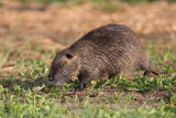 Coypu