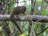 Green Bush Squirrel