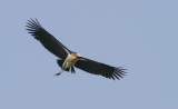 Lesser Adjutant Stork - Javaanse Maraboe - Marabout chevelu