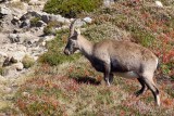 Alpine ibex (Steinbock)