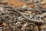 Mahafaly sand snake
