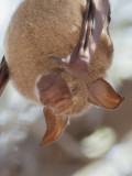 Commersons leaf-nosed bat