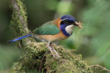 Birds of Madagascar 2019