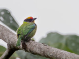 Birds of Arunachal Pradesh + Assam 2014