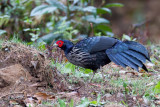 Kalij Pheasant - Nepalfazant - Faisan leucomle (m)
