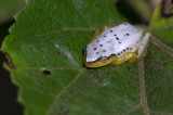 Heterixalus punctatus