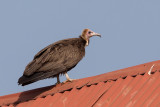 Hooded Vulture - Kapgier - Vautour charognard