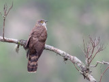 Birds of North-East India 2016