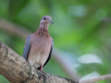 Birds of Guinea 2019/2020