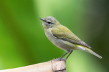 Tennessee Warbler - Tennesseezanger - Paruline obscure