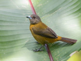 Scarlet-rumped Tanager - Roodrugtangare - Tangara  croupion rouge (f)