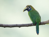Blue-throated Toucanet.- Blauwkeelarassari - Toucanet à gorge bleue