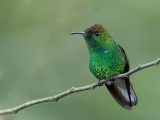 Coppery-headed Emerald - Koperkopsmaragdkolobrie - Colibri  tte cuivre