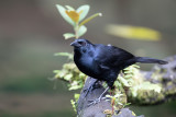 Melodious Blackbird - Rouwtroepiaal - Quiscale chanteur