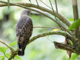 Broad-winged Hawk - Breedvleugelbuizerd - Petite Buse