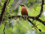 Rufous Motmot - Rosse Motmot - Motmot roux