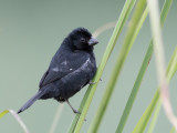 Variable Seedeater - Noordelijk Bont Dikbekje - Sporophile variable (m)