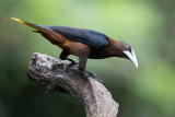 Chestnut-headed Oropendola - Waglers Oropendola - Cassique à tête brune