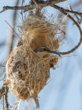 Birds of Madagascar 2019