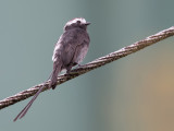 Long-tailed Tyrant - Langstaarttiran - Moucherolle à longs brins