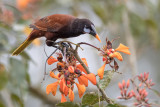 Montezuma Oropendola - Montezuma-oropendola - Cassique de Montezuma