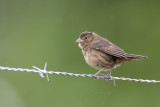 Blue-black Grassquit - Jacarinagors - Jacarini noir (f)