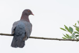 Red-billed Pigeon - Roodsnavelduif - Pigeon à bec rouge