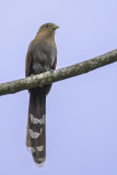 Squirrel Cuckoo - Eekhoornkoekoek - Piaye cureuil