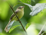 Yellow Tyrannulet - Gele Looftiran - Tyranneau flavéole