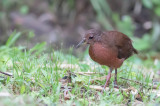 Uniform Crake - Effen Bosral - Râle concolore