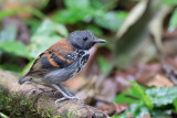Spotted Antbird - Vlekborstmiervogel - Fourmilier grivel (m)