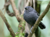 Dusky Antbird - Tiranmiervogel - Grisin sombre (m)