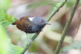 Dull-mantled Antbird - Grijskruinmiervogel - Alapi tabac