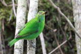 Green Honeycreeper - Groene Suikervogel - Guit-guit meraude (f)