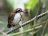 Bicolored Antbird - Tweekleurige Miervogel - Fourmilier bicolore