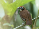 Bicolored Antbird - Tweekleurige Miervogel - Fourmilier bicolore