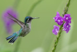 Violet-headed Hummingbird - Paarskopkolibrie - Colibri à tête violette (f)