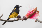 Black-cowled Oriole - Zwartborsttroepiaal - Oriole monacal