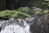 Sunbittern - Zonneral - Caurale soleil